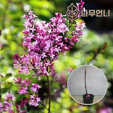 사계라일락