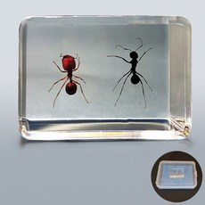 개미표본(보관케이스 포함) JUN-교구22503