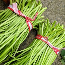 고구마순-추천-상품