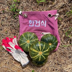 밤호박 TOP01