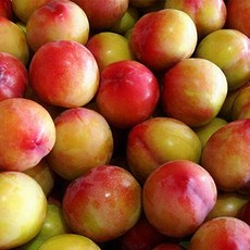 국내산 하우스자두 600g(10-16개)