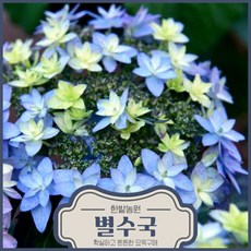 별수국