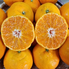 카라향 가정용 선물용 제주도 제주 산지직송 카라향