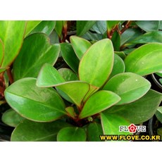 청페88