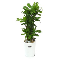 햇살농장옥수수