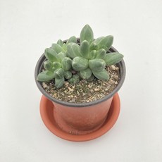 천대전송