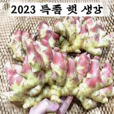 2023 수확 국산 햇 생강 최상급 특품 흙 생강, 10kg, 1개