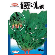 덴마크시금치씨앗500립