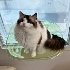 MAAH 고양이 아크릴 투명 창문해먹 50cm 3컬러, 그린, 1개