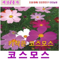 희귀씨앗 ) 키작은 코스모스(왜성 코스모스) 2000립, 1개