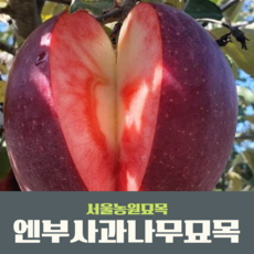 엔부사과묘목