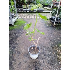 샤인머스켓나무