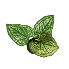 모종/칼라디움 알렉사 10cm포트 NA163