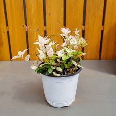 초설마삭
