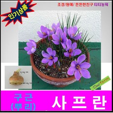 가을구근(뿌리)> 사프란 1구 (뿌리 1개) _ SC3