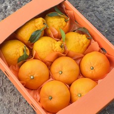 [오늘신선] 제주직송 한라봉1.25kg + 천혜향1.25kg 혼합 선물세트(중과) 총2.5kg/10-12과 내외, 1개