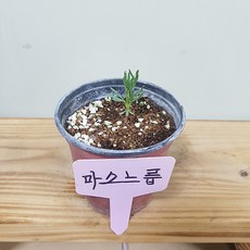 프릴사랑초