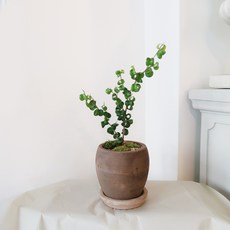 따스한정원 돌돌말린 귀여운 잎의 바로크벤자민