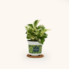 마이플랜트 [마이플랜트]엔조이 스킨답서스 공기정화식물 소형 식물키우기 모종, 1개, 엔조이 스킨답서스