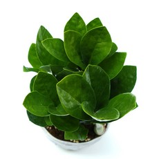 고무나무수경재배