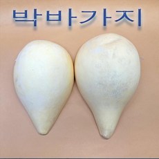 박바가지