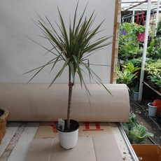 레인보우마지나타