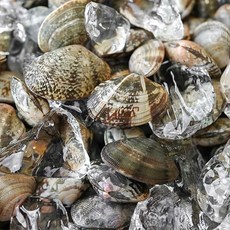 당일어획 통영 바지락 제철 활 바지락조개 해감, 1개, 4kg 바지락