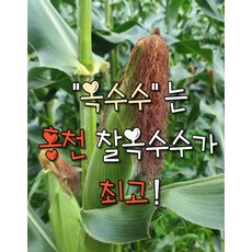 홍천찰옥수수50개