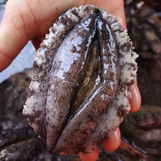 다시마전복수산