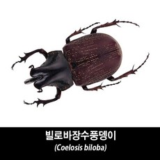 빌로바장수풍뎅이표본-Coelosis biloba, 한쌍 35~39mm 암컷A-, 1개