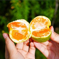 서귀포직송 고당도 제주 하우스감귤, 1개, 2kg(중대과)