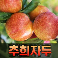 새콤달콤 국내산 추희 형왕자두 추희자두 왕추희 3kg 실속, 1박스