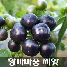 왕까마중