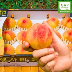 모픽 GAP 인증 고당도 햇사레 황도 복숭아