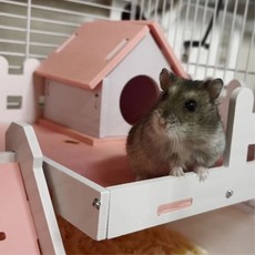 햄스터가격 TOP01