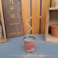 가꾸다 미스김라일락(소품분재)