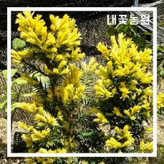 주목나무분재판매