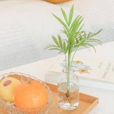 아트박스/메이크정글 메이크정글 GLASSY NO.2 공기정화식물 유리병 수경화분, 식물수종:테이블야자 / 식물수종:호야
