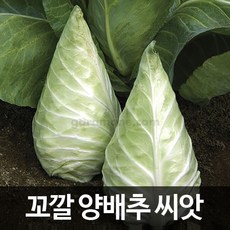 미니양배추씨앗세트