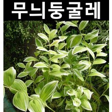 무늬둥굴레 포트 3개/야생화/조경용/다년초