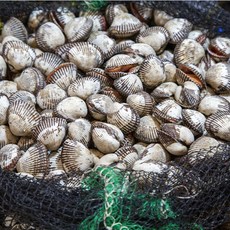 벌교 여자만 산지직송 제철 새꼬막, 1박스, 중(1kg)