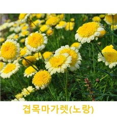 초화식물/야생화 (노랑)겹목마가렛 갈색플라스틱모종 4개(L0019), 4개