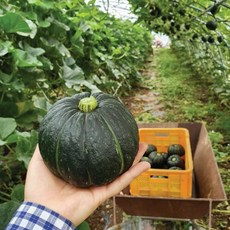 미니 밤호박 국내산 고성 달달한 보우짱 단호박, 1박스, 5kg