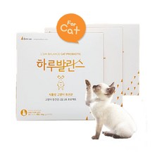 하루채움고양이