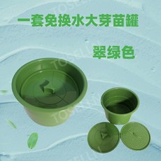통통한콩나물