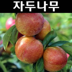 자두(추희) 나무 묘목 R4cm 분묘 1개/유실수 과실수, 1개