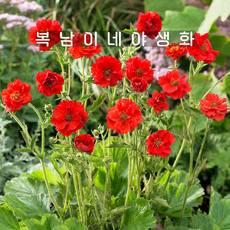 겹뱀무꽃 꽃색랜덤 [4포트 복남이네야생화 모종 geum]