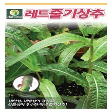 레드줄기상추 1000립