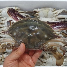 대용량 선동 숫꽃게 4kg(16마리 내외) 수율80%이상,