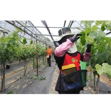 쪼그리 과수봉지앞치마